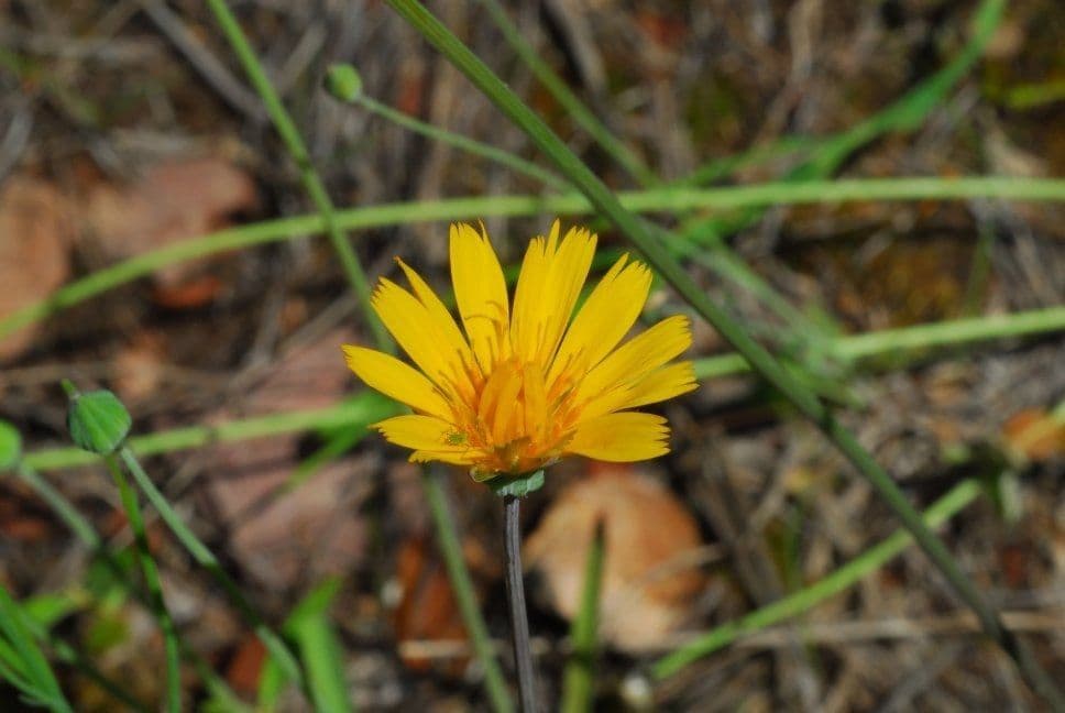 Krigia dandelion 5