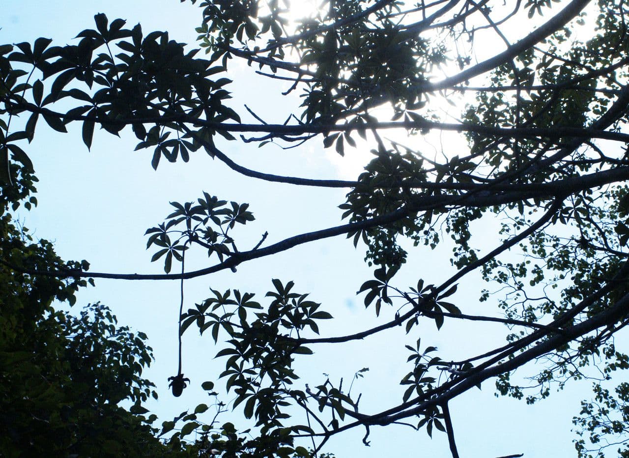 Baobab 26