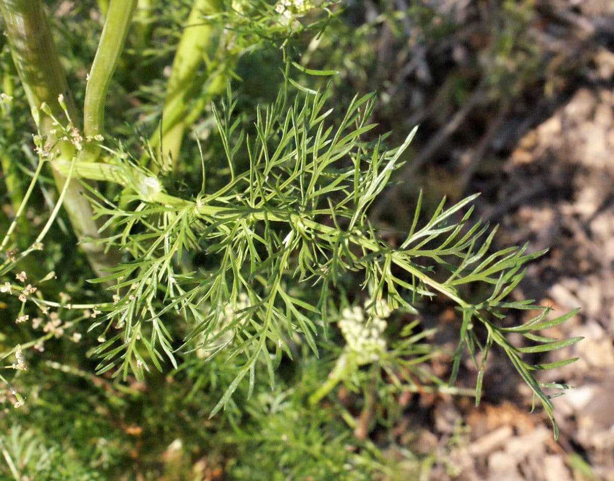 Kreuzkümmel 12