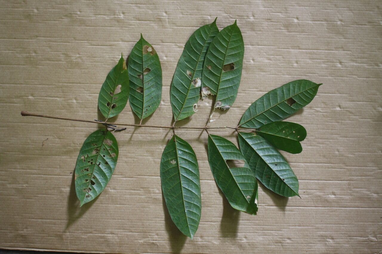 Protium apiculado 3