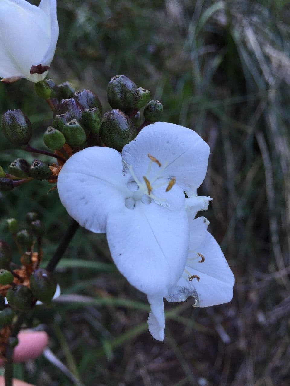 Fiore di raso del Cile 16