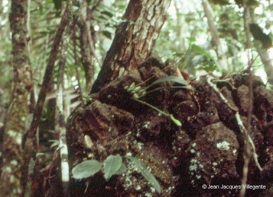 Bulbophyllum 15