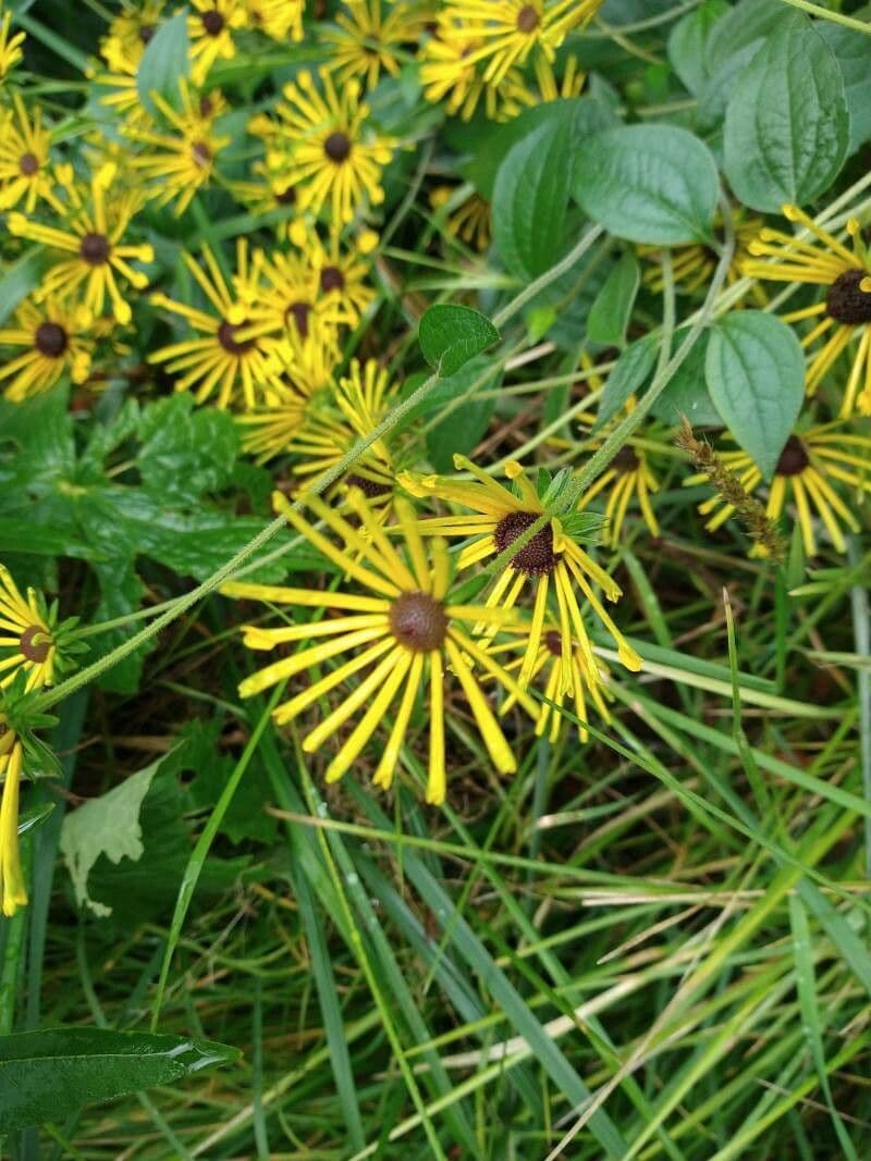 Rudbeckia dolce