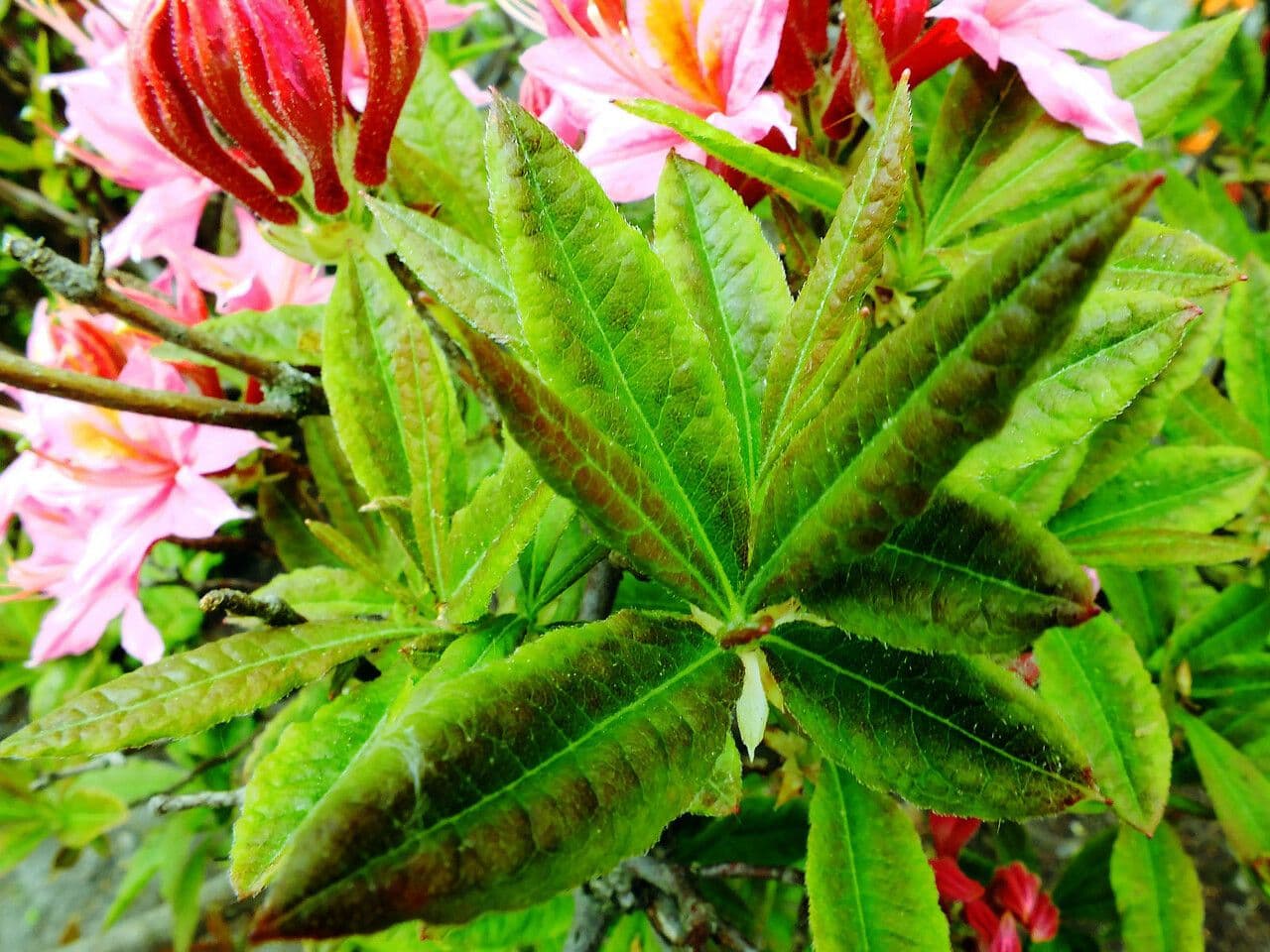 Azalea occidentale 11