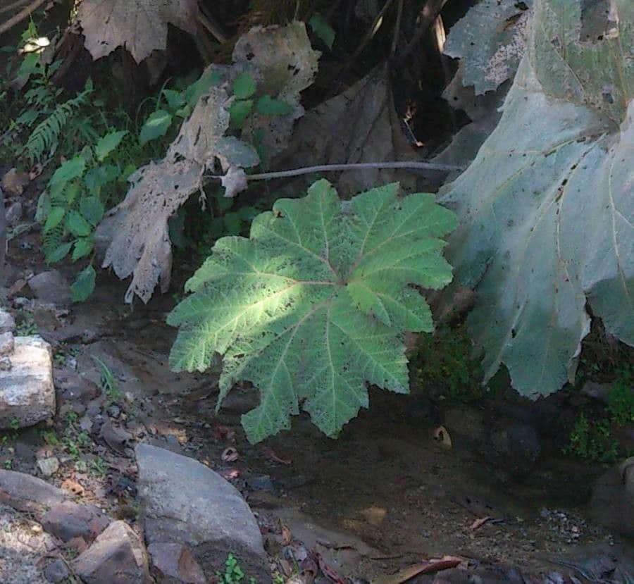 Riesentanne