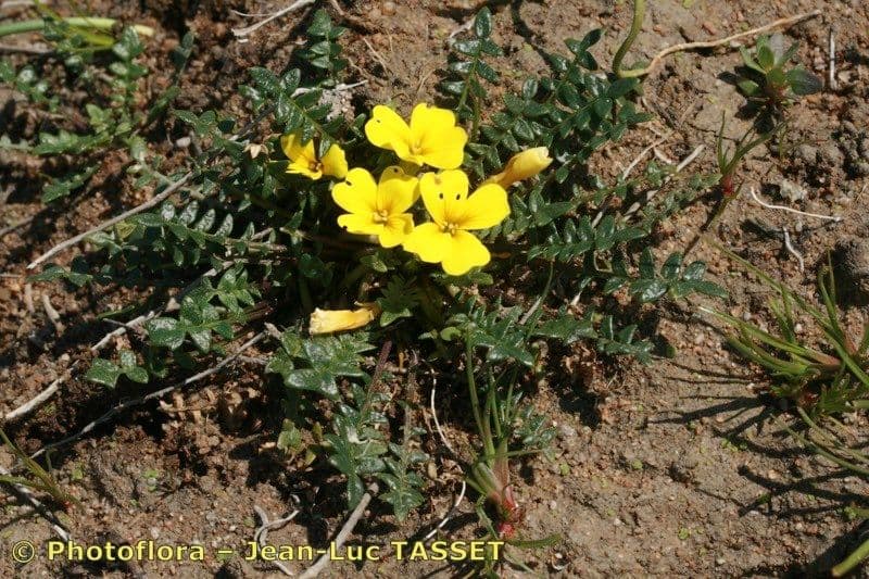 Morisia monanthos 4
