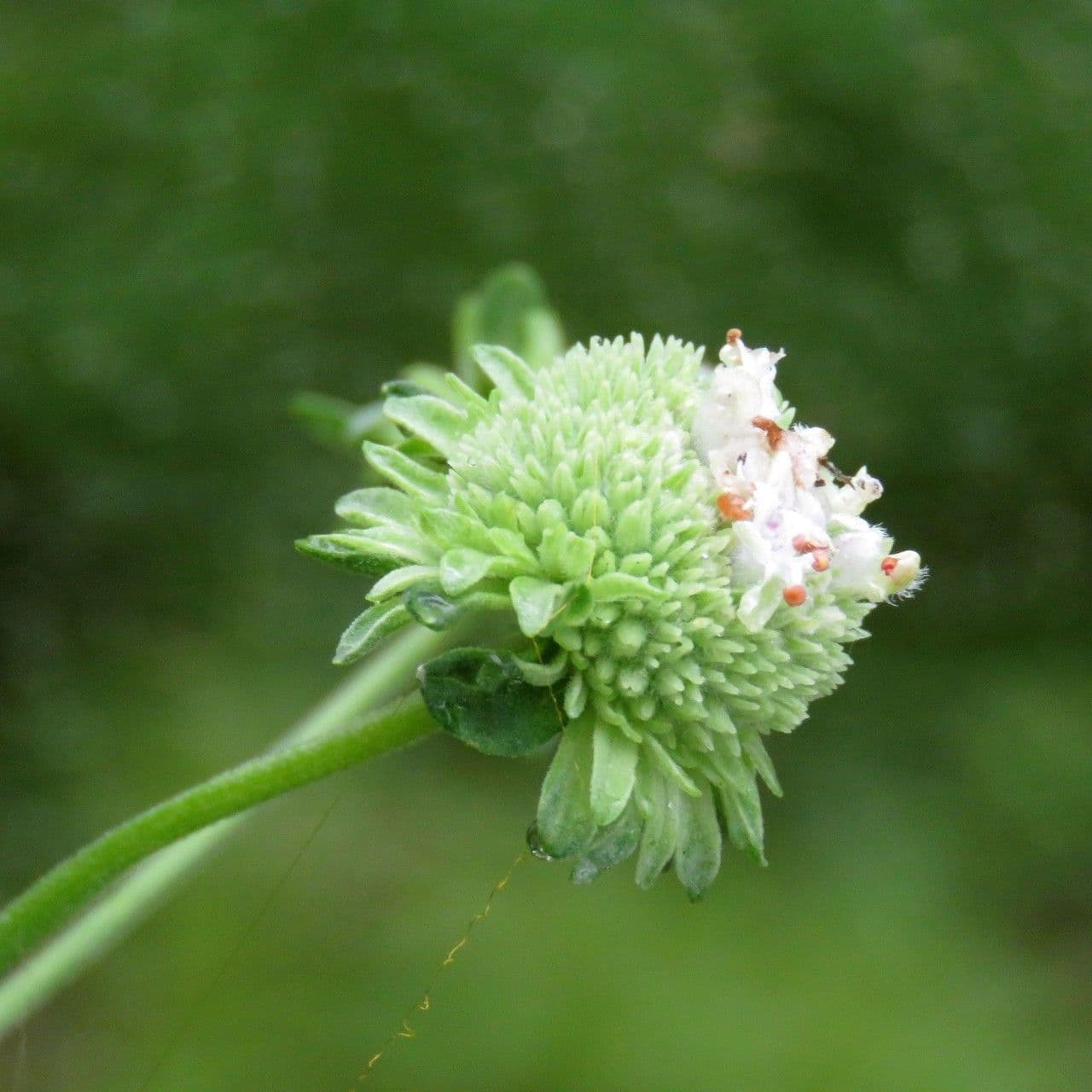 Pycnanthemum verticillatum 2