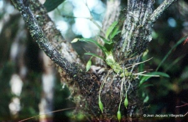 Bulbophyllum 16