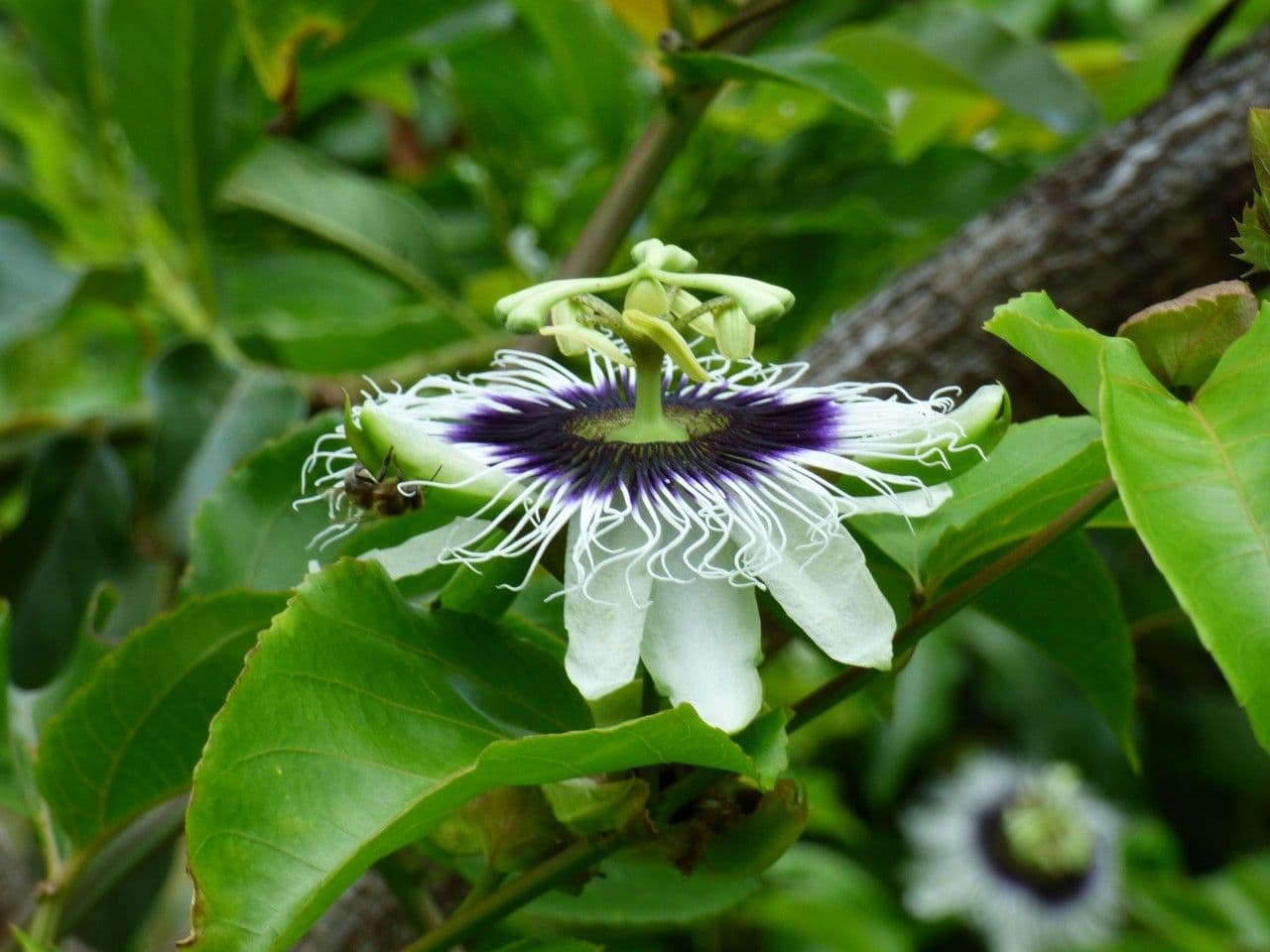 Eßbare Passionsblume 9