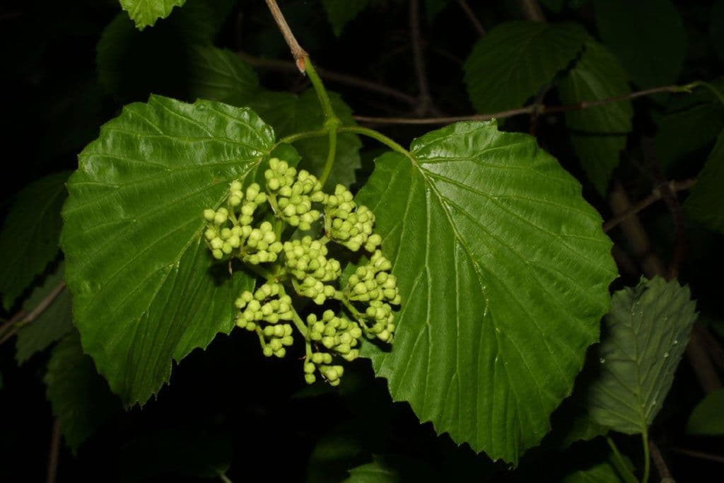 Viburno recognitum 9
