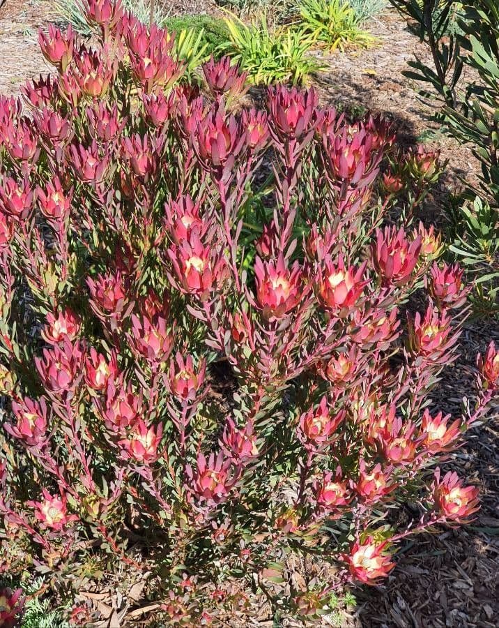 Leucadendron