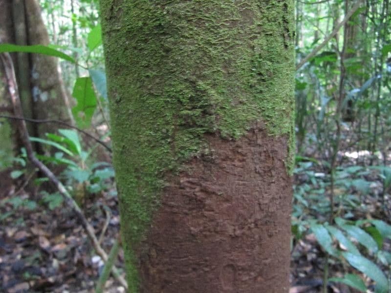 Xylopia 4