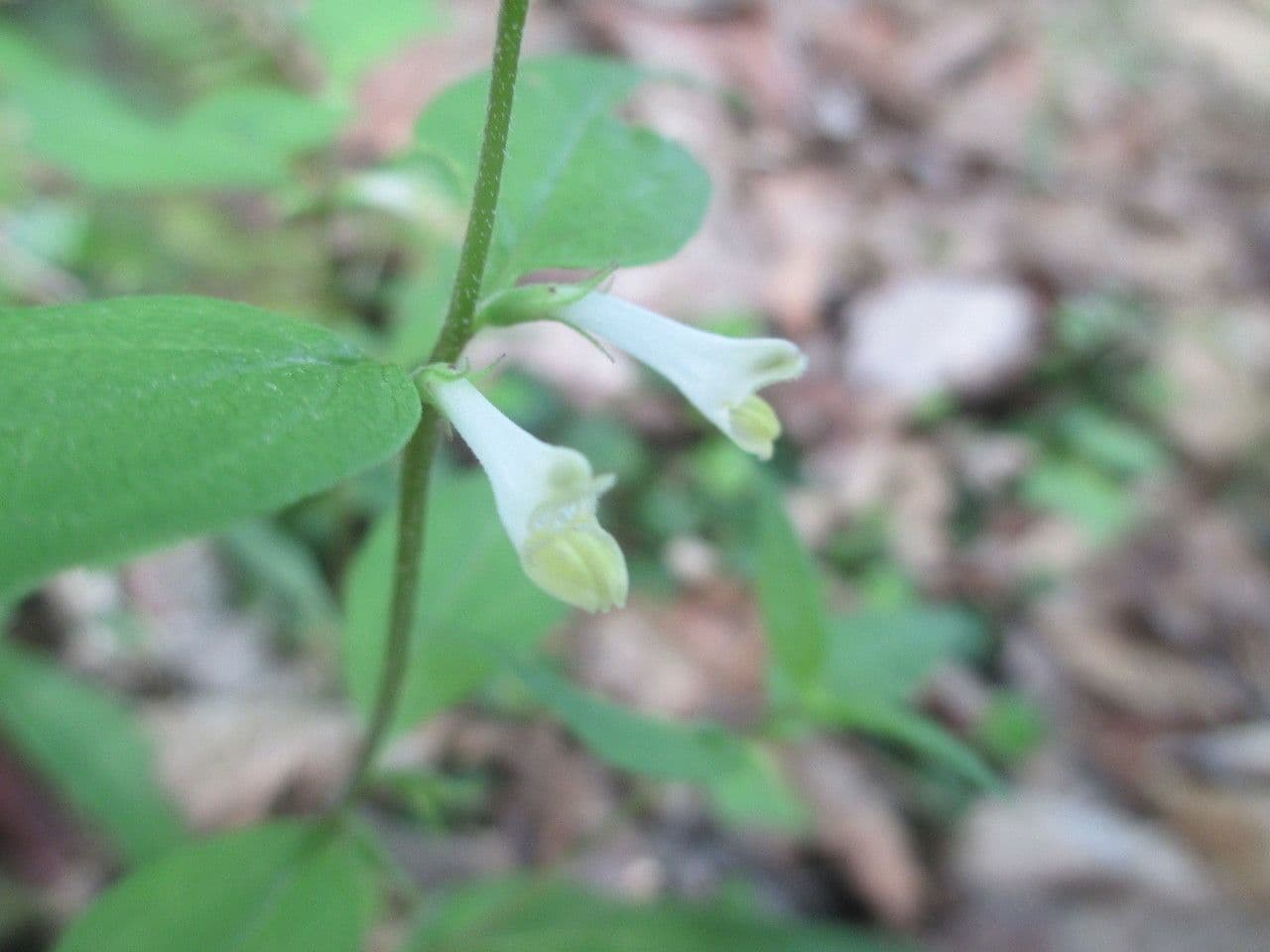 Melampyrum lineare 11