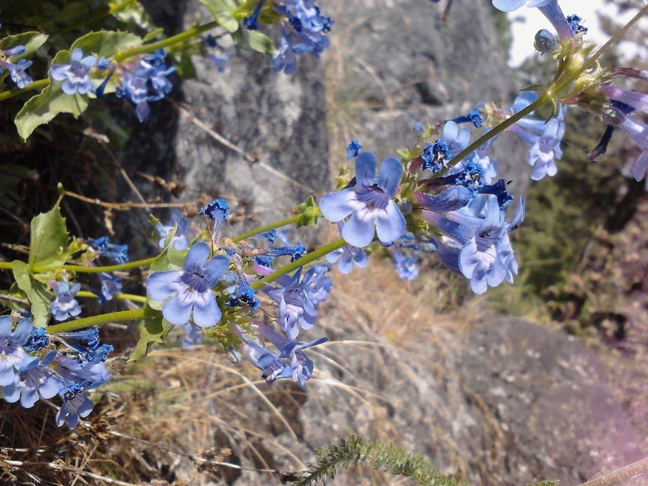 Penstemon 7