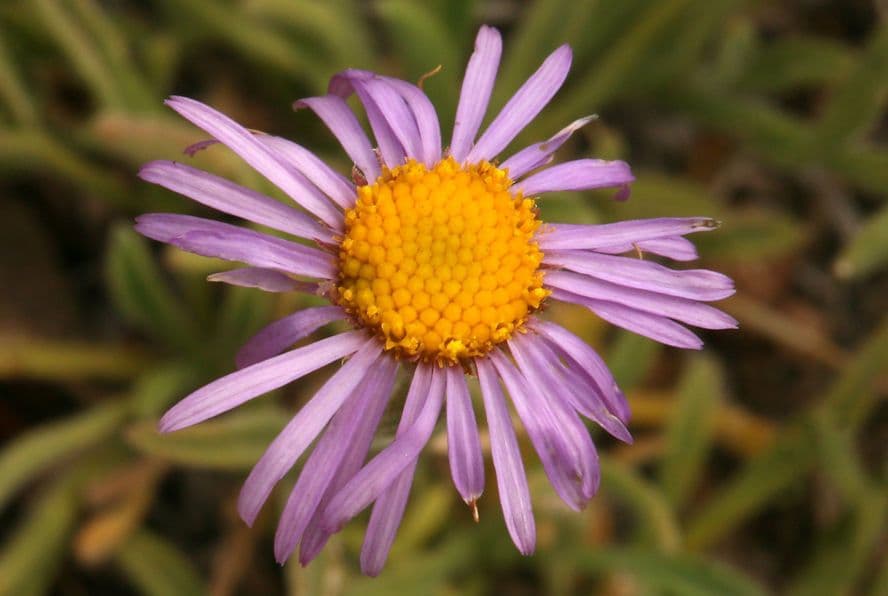 Fleabane 3