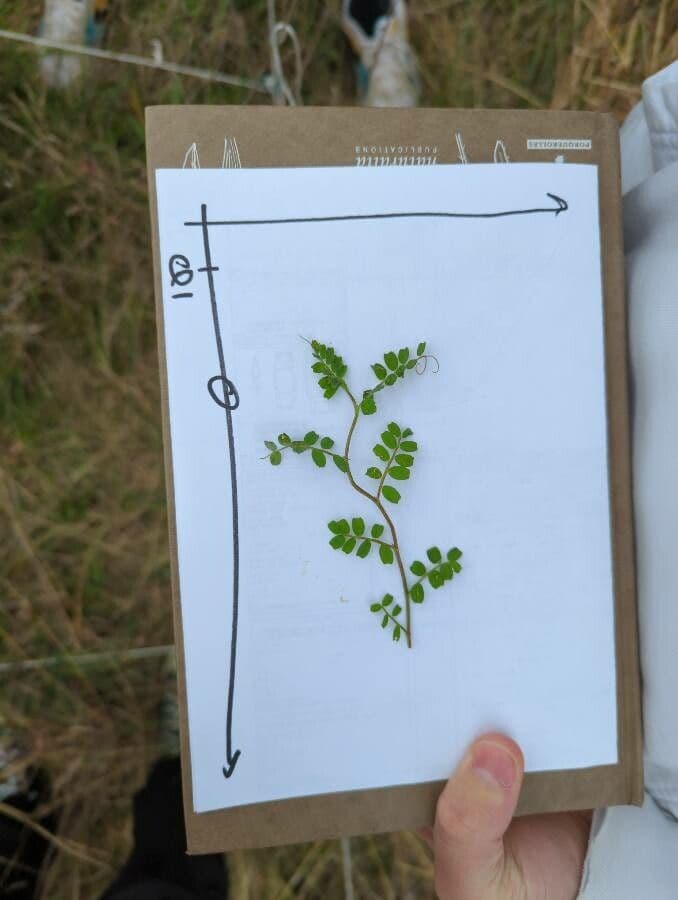 Vicia hybrida 13