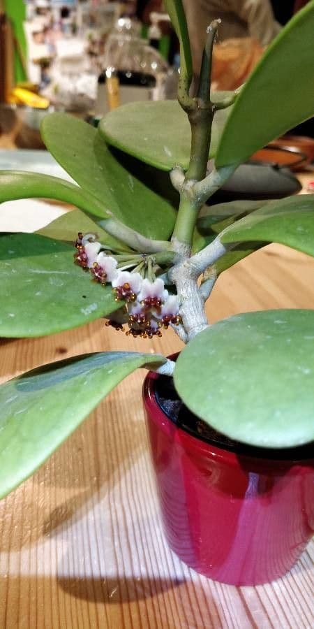Hoya 5
