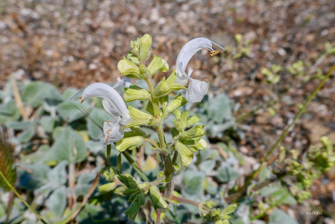 Salvia 4