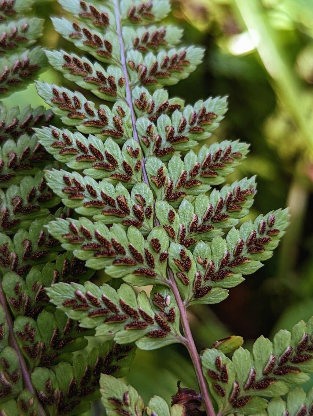 Athyrium 3