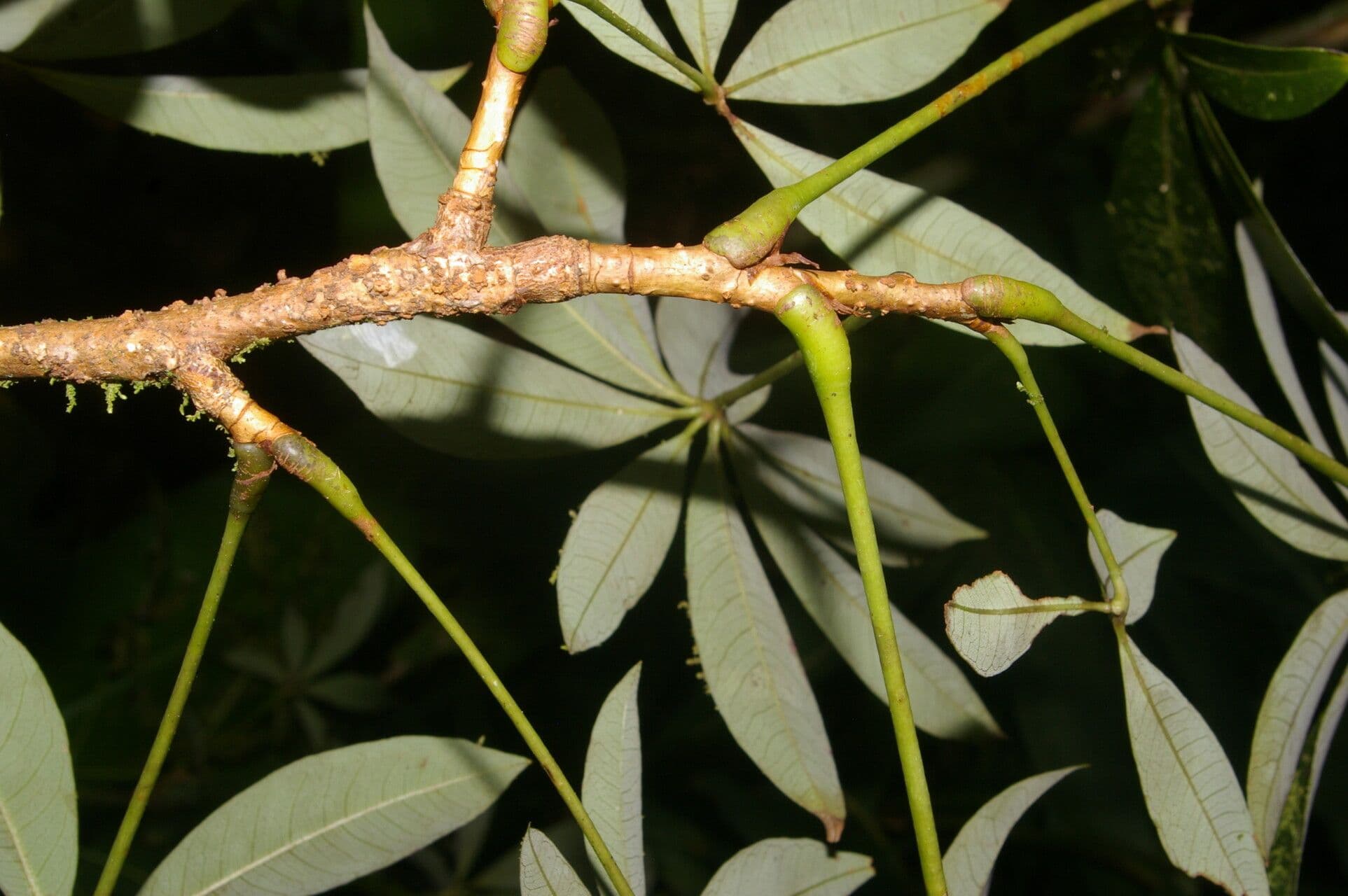 Spirotheca 14