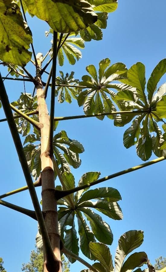 Cecropia pachystachya 3