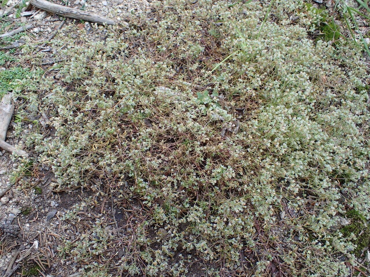 Centonchio perenne 9