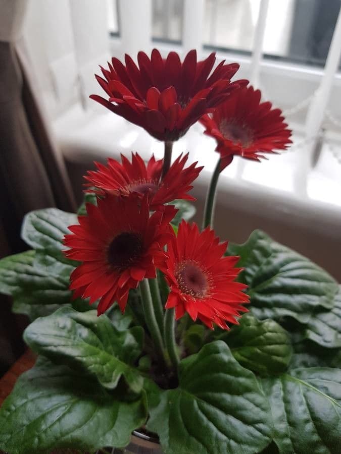 Gerbera Jamesonii 14