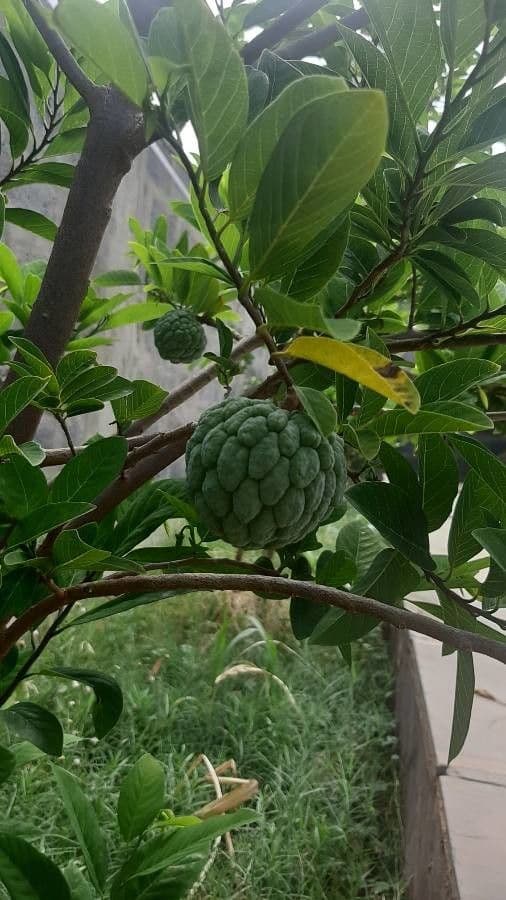Pimientillo 5