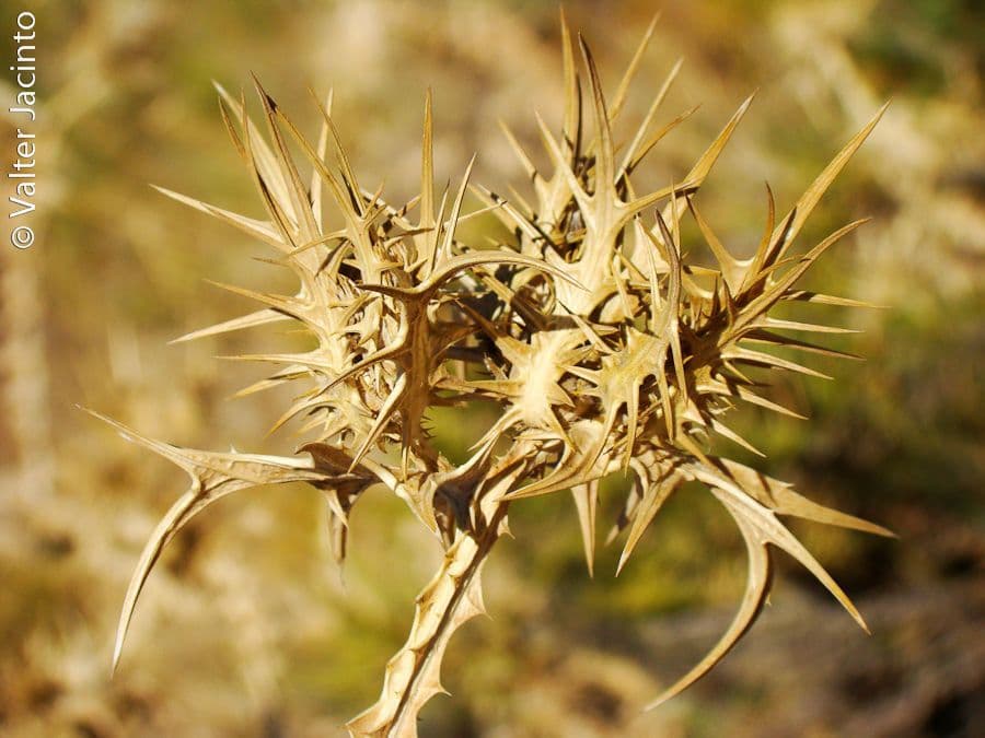 Girasole maculato 4