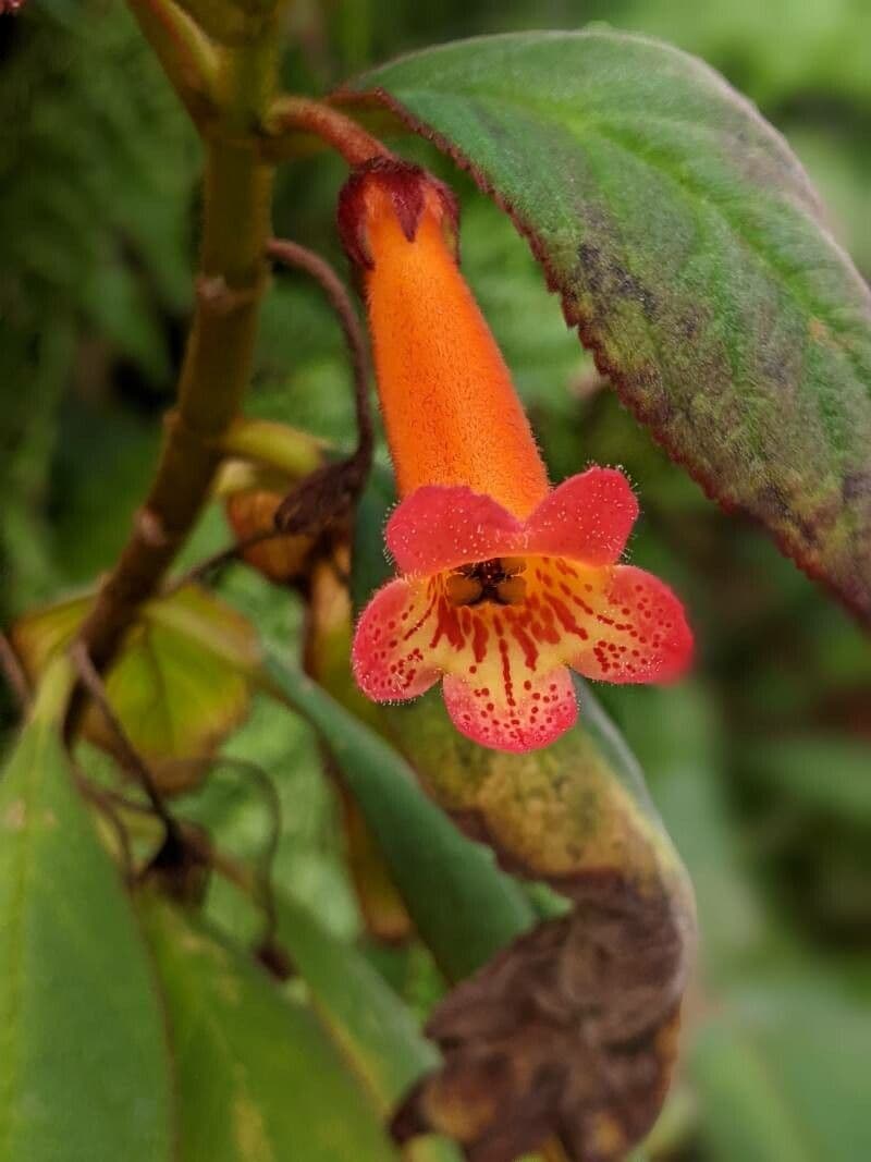 Kohleria pelosa 8
