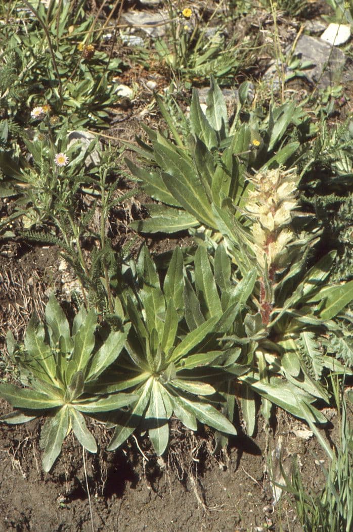 Campanula spigata 12