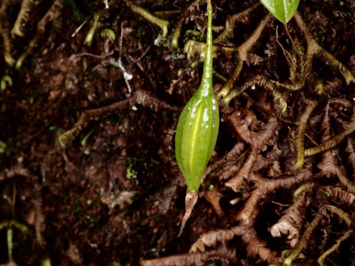Bulbophyllum 14