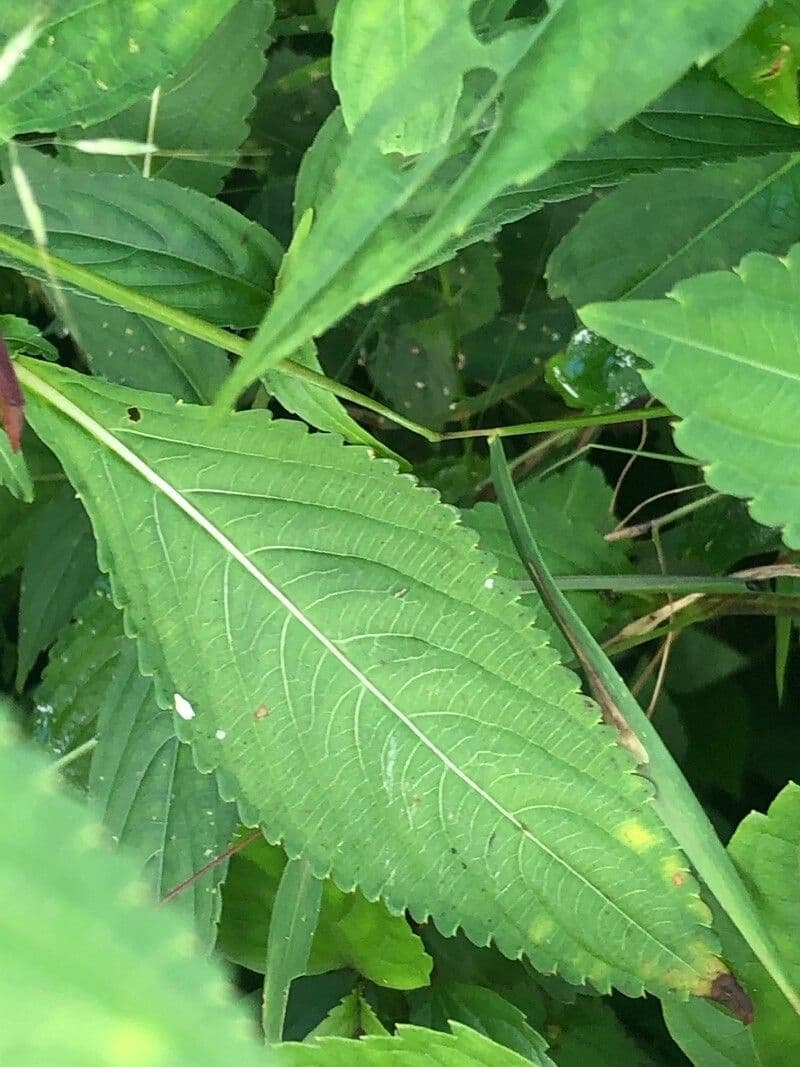 Strobilanthes 13