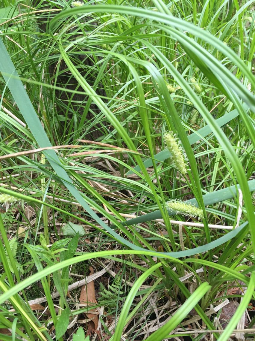 Carice utriculata 3