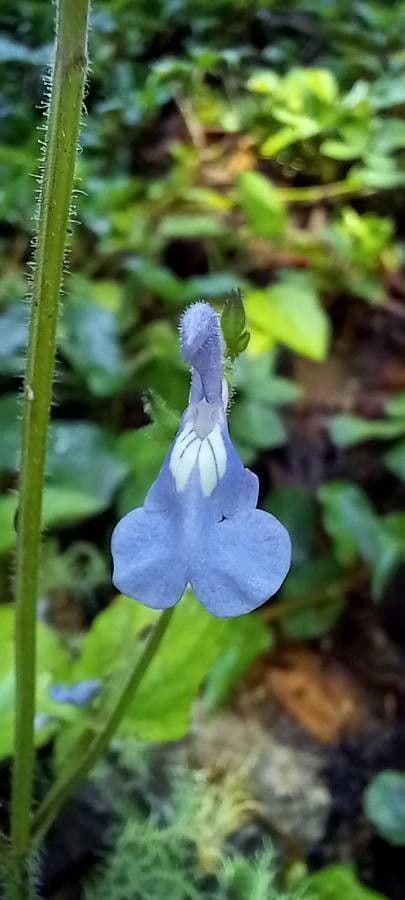 Salvia 5