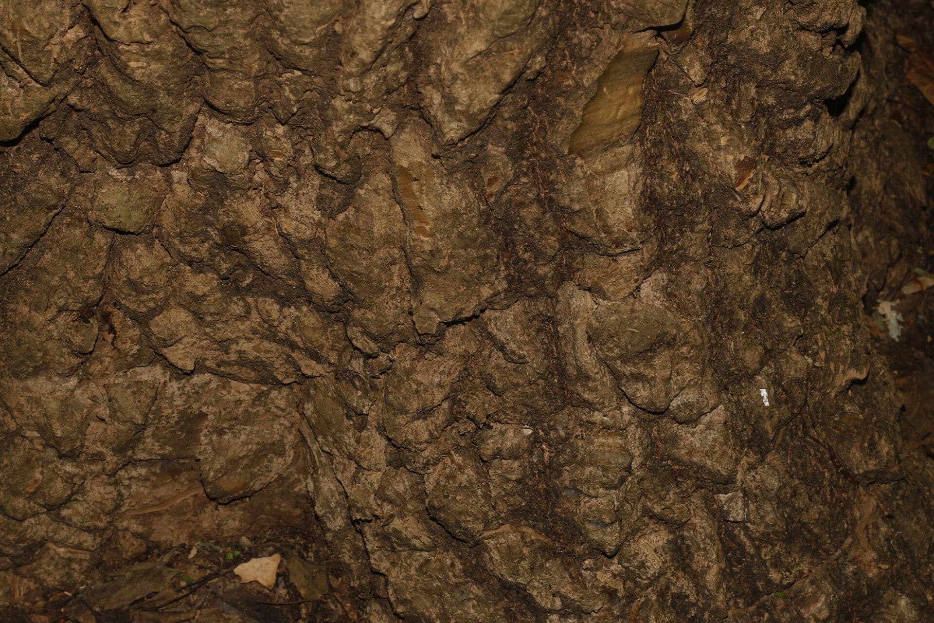 Gyrocarpus 5