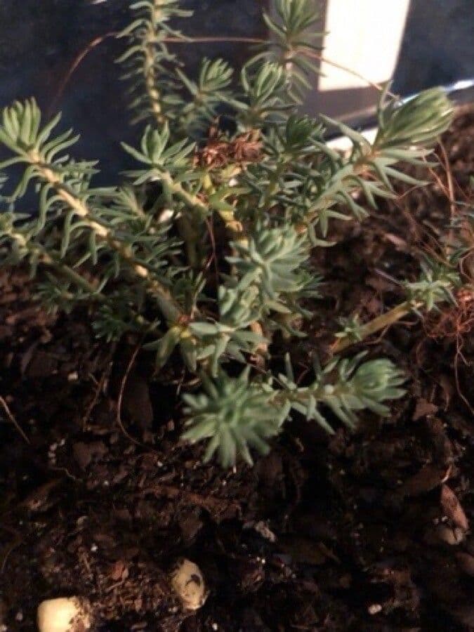 Borracina annuale 14