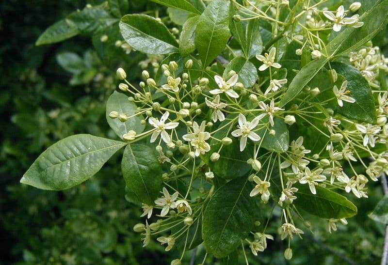 Ptelea crenulata 11