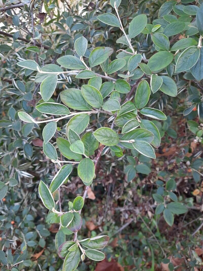 Cotoneaster di Franchet 30
