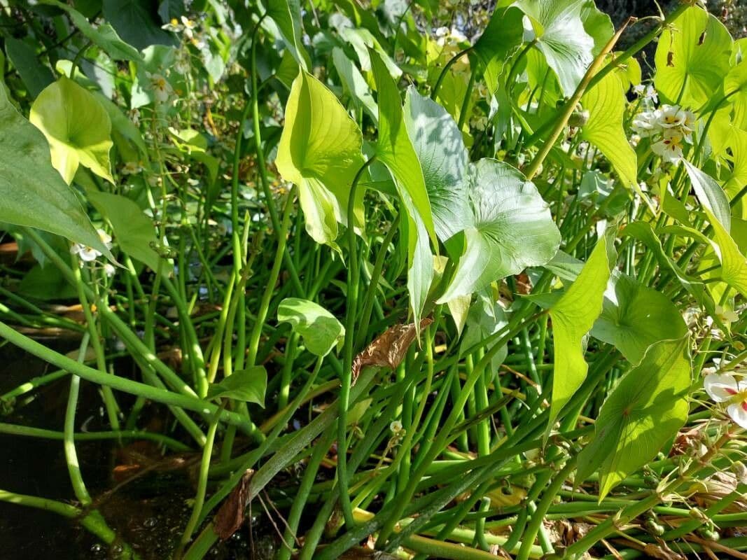 Pfeilkraut 18