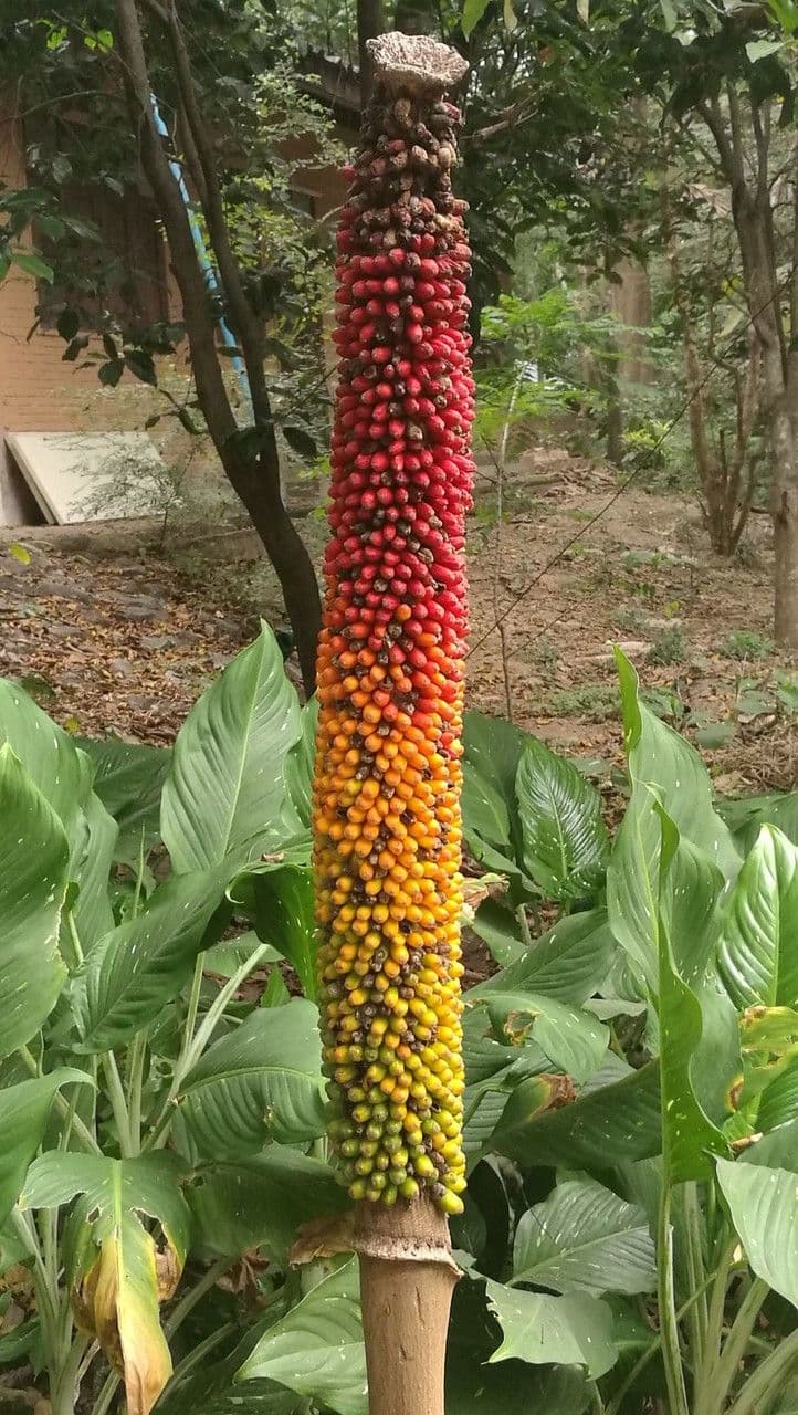 Patata talinga 5