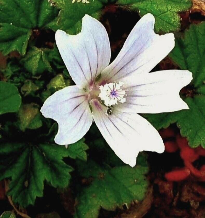 Malva minore 8