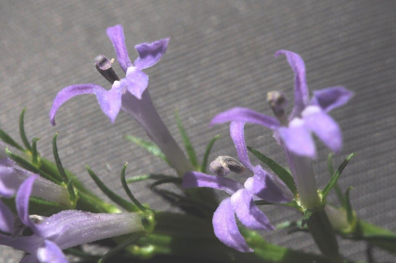 Lobelia urens 3
