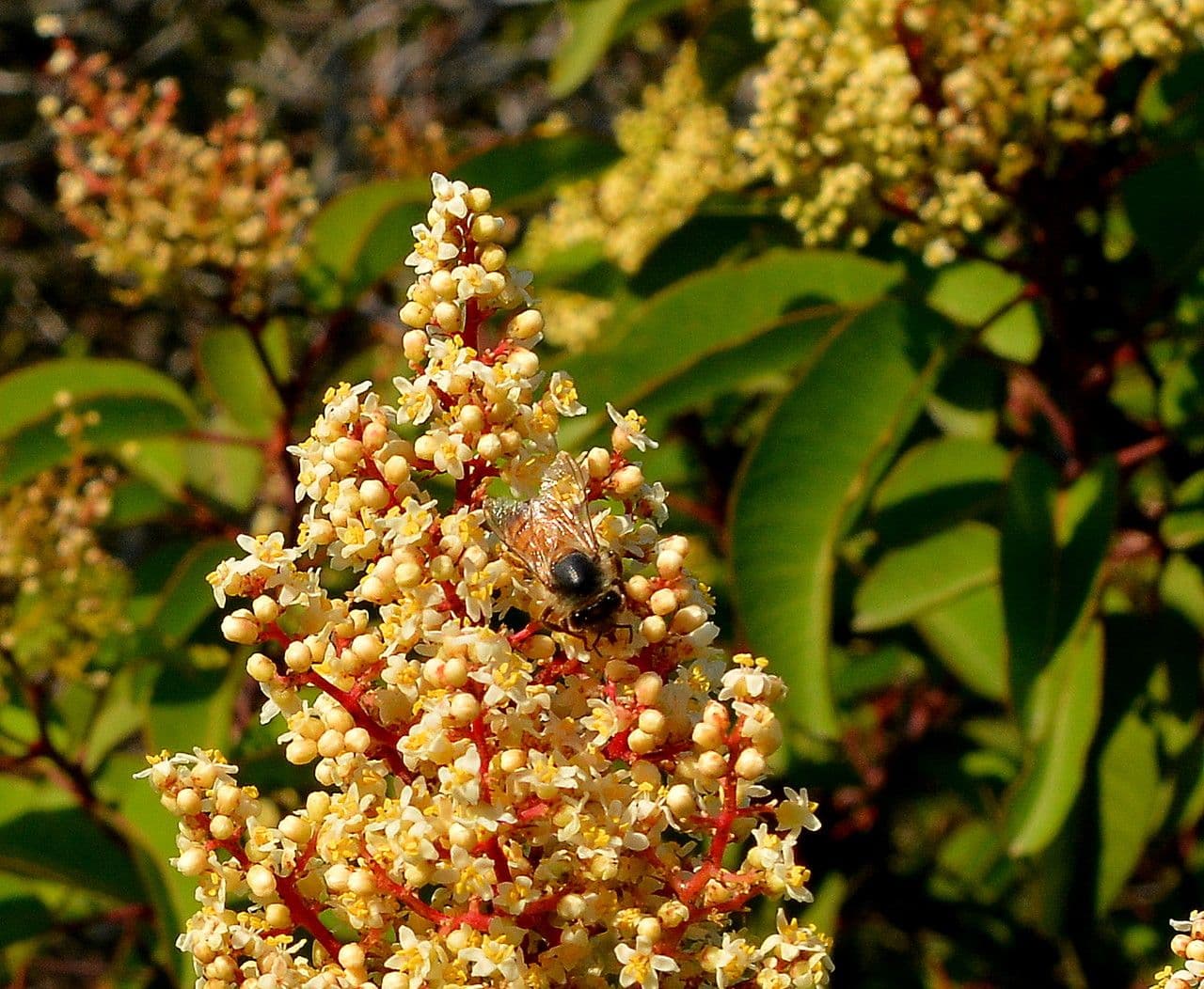 Malosma 9