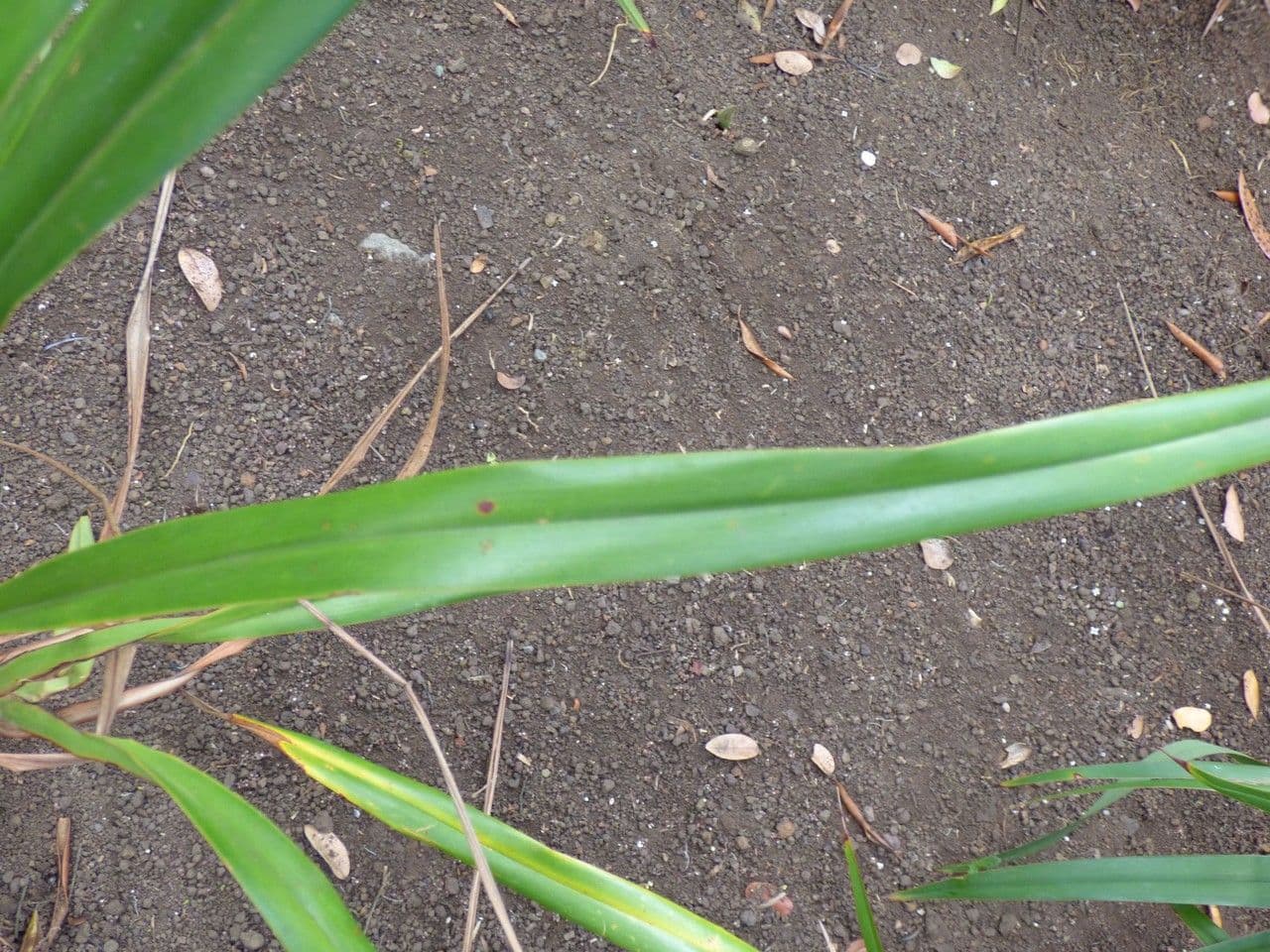 Dianella modrá 20