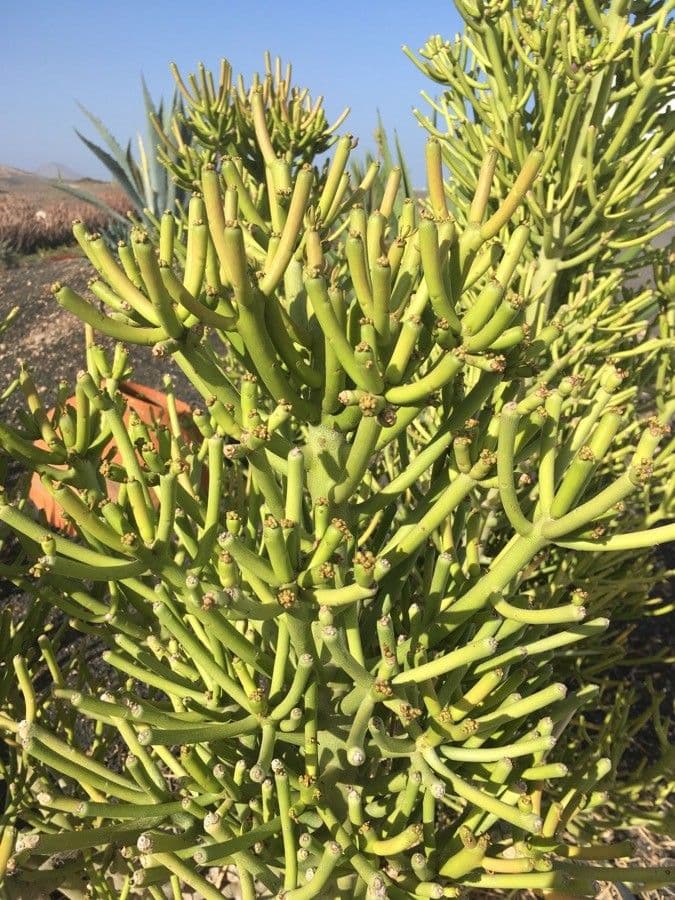 Euphorbe aphylla 14