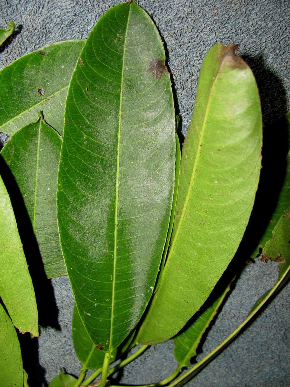 Sapium 4