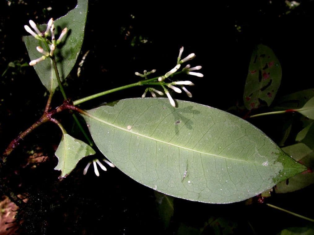 Ixora nicaraguense 17