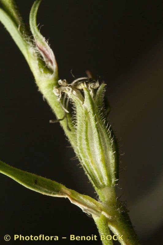 Silene dicotoma 4
