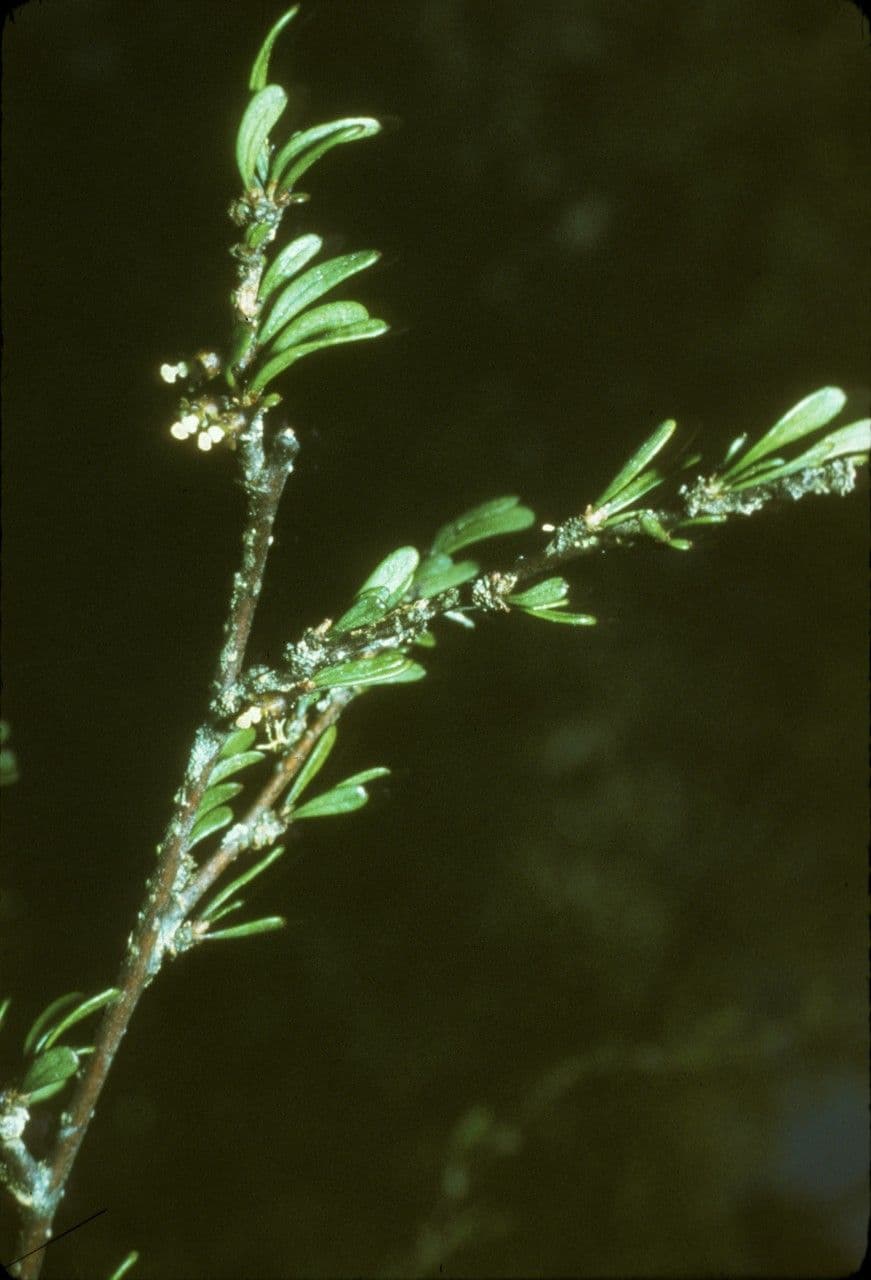 Plagianthus divaricato